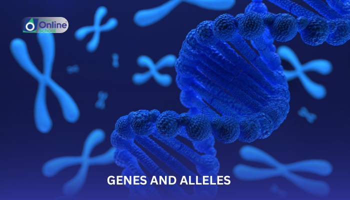 Lesson 04: Genes vs. Alleles